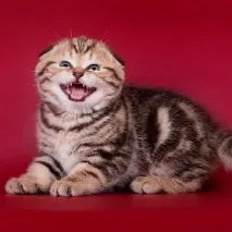 Корм для скоттиш фолд фолд