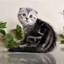 Корм для скоттиш фолд скоттиш