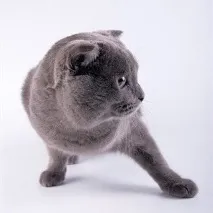 Корм для скоттиш фолд фолд