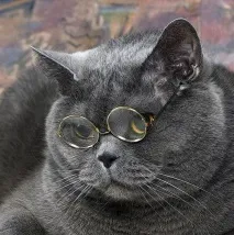 Котячий тлумачний словник кота