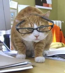 Котячий тлумачний словник кота