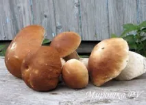 miroshca