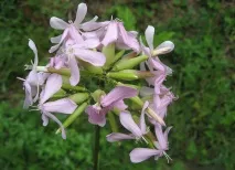 лікарська