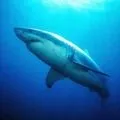 Морська риба - пошук слів за маскою та визначенням, відповіді на сканворди риба