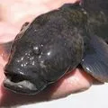 Морська риба - пошук слів за маскою та визначенням, відповіді на сканворди морська