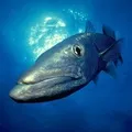 Морська риба - пошук слів за маскою та визначенням, відповіді на сканворди пошук