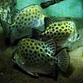 Морська риба - пошук слів за маскою та визначенням, відповіді на сканворди пошук