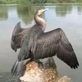 Морська риба - пошук слів за маскою та визначенням, відповіді на сканворди морська