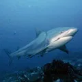 Морська риба - пошук слів за маскою та визначенням, відповіді на сканворди морська