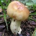 Морська риба - пошук слів за маскою та визначенням, відповіді на сканворди пошук