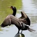 Морська риба - пошук слів за маскою та визначенням, відповіді на сканворди риба