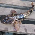 Морська риба - пошук слів за маскою та визначенням, відповіді на сканворди морська