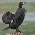 Морська риба - пошук слів за маскою та визначенням, відповіді на сканворди морська