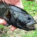 Морська риба - пошук слів за маскою та визначенням, відповіді на сканворди морська