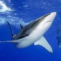Морська риба - пошук слів за маскою та визначенням, відповіді на сканворди пошук