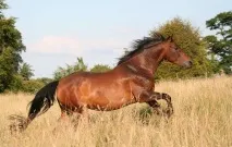 Мустанг (фото) порода диких коней (мустанги) Північної Америки, колоністи індіанці використання фото