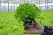 На Мінській овочевій фабриці вирощувати помідори та огірки без використання хімікатів допомагає Федя огірки