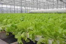 На Мінській овочевій фабриці вирощувати помідори та огірки без використання хімікатів допомагає Федя вирощувати