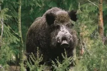 Не дарма його раніше звали вепр звали