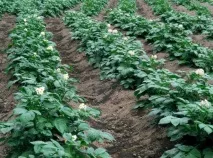 Новгородська область вирощує картоплю по-новому, Agroportal по-новому