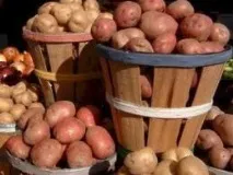Новгородська область вирощує картоплю по-новому, Agroportal новгородська