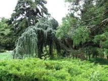 Нікітський ботанічний сад - Все про відпочинок у Криму відпочинок