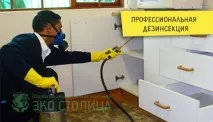 Обробка від бліх приміщення квартири обробка