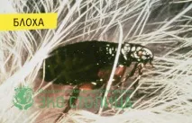 Обробка від бліх приміщення квартири бліх
