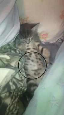 Потрібна допомога пікабушників) допомога