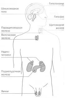 Загальні відомості про гормональну систему гормональну