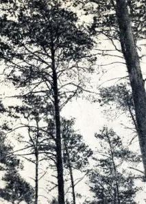 Відбір дерев 1949 Ейтінген Г 1949