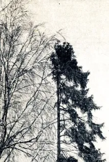 Відбір дерев 1949 Ейтінген Г ейтінген