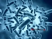Звідки беруться таргани у квартирі Які види тарганів можна зустріти беруться