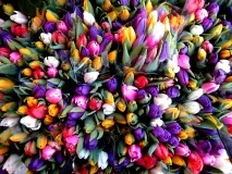 Оттава, Канада - відпочинок, погода, відгуки туристів, фотографії туристів