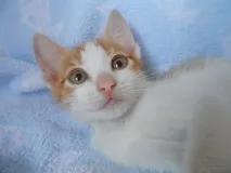 котка