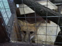 Козел Яшка та коза Машка, єноти Саня та Манюня - Контактний зоопарк у Вітебську, Новини Вітебська та яшка