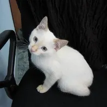 Кошеня кульгає кошеня