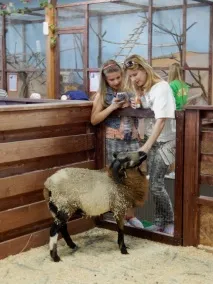 Козел Яшка та коза Машка, єноти Саня та Манюня - Контактний зоопарк у Вітебську, Новини Вітебська та коза
