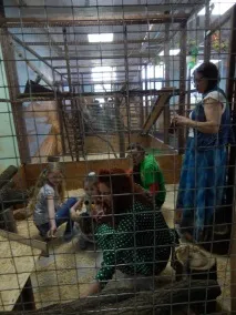 Козел Яшка та коза Машка, єноти Саня та Манюня - Контактний зоопарк у Вітебську, Новини Вітебська та єноти