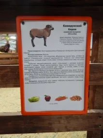 Козел Яшка та коза Машка, єноти Саня та Манюня - Контактний зоопарк у Вітебську, Новини Вітебська та саня