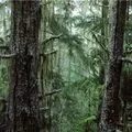Палка - пошук слів за маскою та визначенням, відповіді на сканворди палка