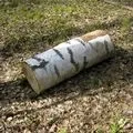 Папа карло - пошук слів за маскою та визначенням, відповіді на сканворди визначенням
