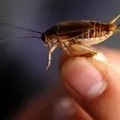 Папа карло - пошук слів за маскою та визначенням, відповіді на сканворди визначенням