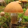 Папа карло - пошук слів за маскою та визначенням, відповіді на сканворди пошук