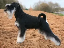 шнауцер