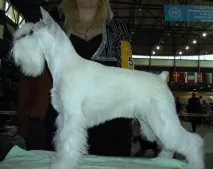 стрижка