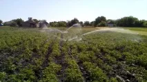 Полив картоплі поливу