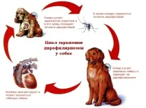 шляхи