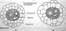 Ушкодження легень, обумовлені івл баротравми