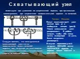 Презентація на тему Туристичні вузли, їх значення та застосування презентація